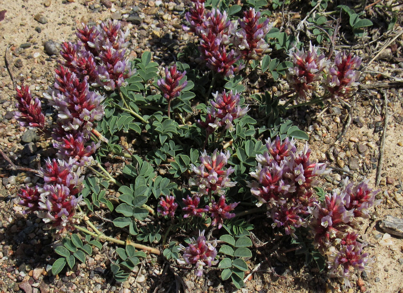 Image of Glycyrrhiza aspera specimen.