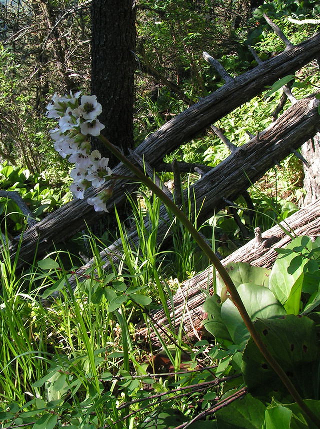 Image of Bergenia crassifolia specimen.