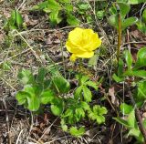 Trollius membranostylis. Цветущее растение. Берингово море, Карагинский зал., о. Верхотурова, тундра. 17.06.2019.