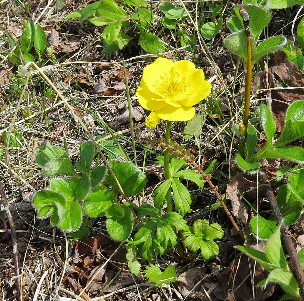 Image of Trollius membranostylis specimen.