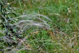 genus Stipa. Верхушки побегов с соплодиями. Воронежская обл., Лискинский р-н, музей-заповедник \"Дивногорье\", ковыльно-разнотравная степь. 01.06.2019.