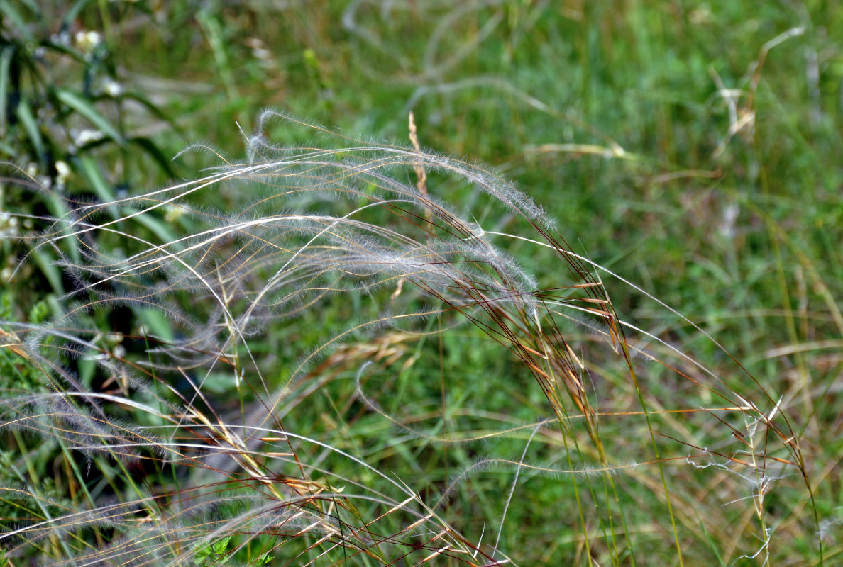 Image of genus Stipa specimen.