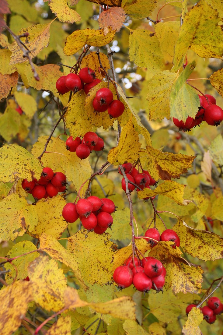 Image of Crataegus submollis specimen.