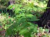 Sorbus sibirica. Верхушка молодого деревца. Свердловская обл., окр. г. Североуральск, скалы Три Брата, сосново-еловый лес. 30.05.2010.