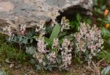 Corydalis ledebouriana