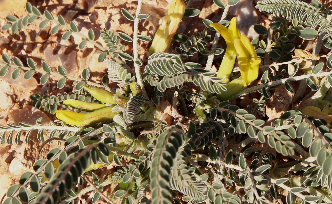 Image of Astragalus dactylocarpus specimen.