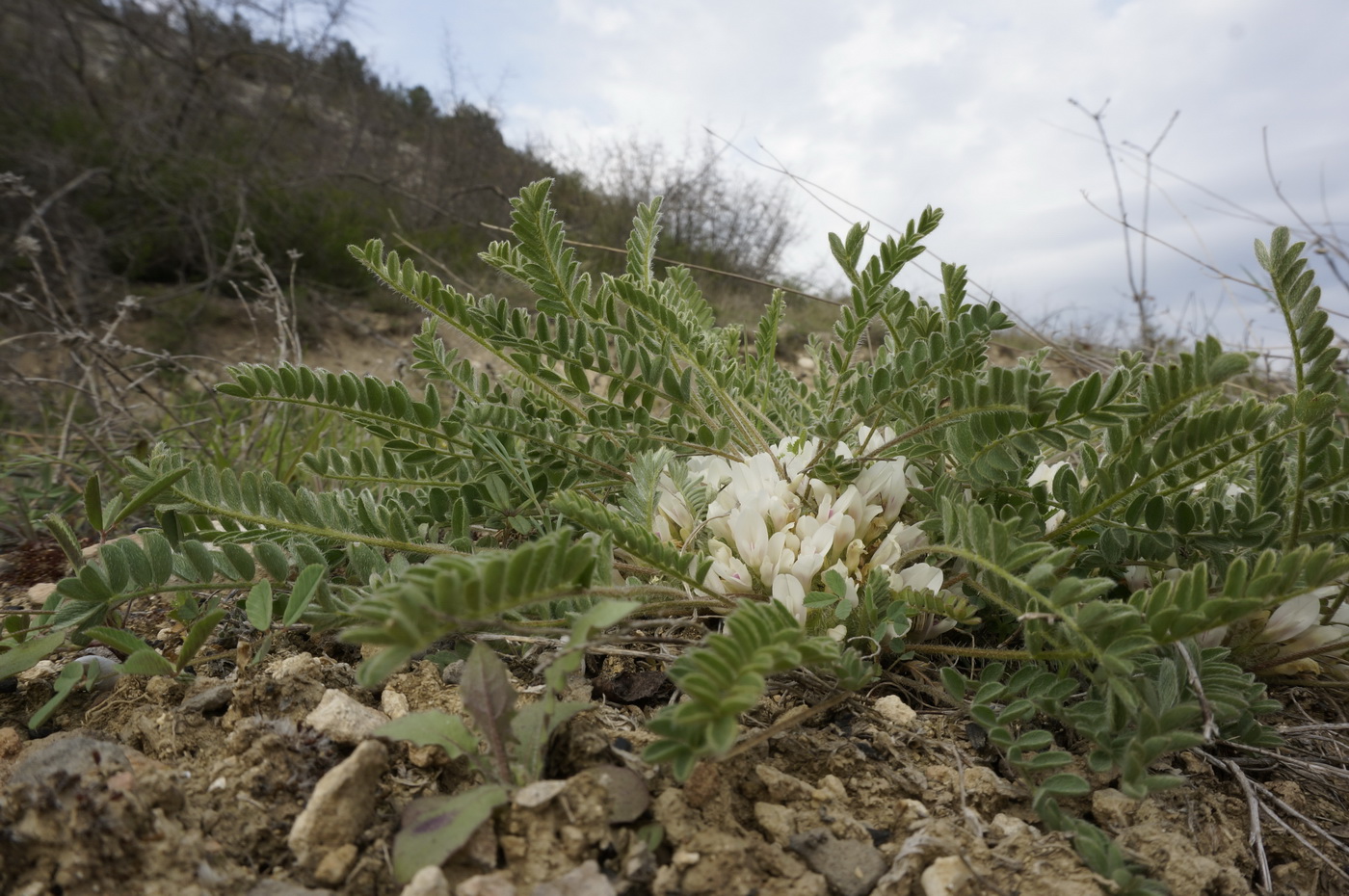 Изображение особи Astragalus dolichophyllus.