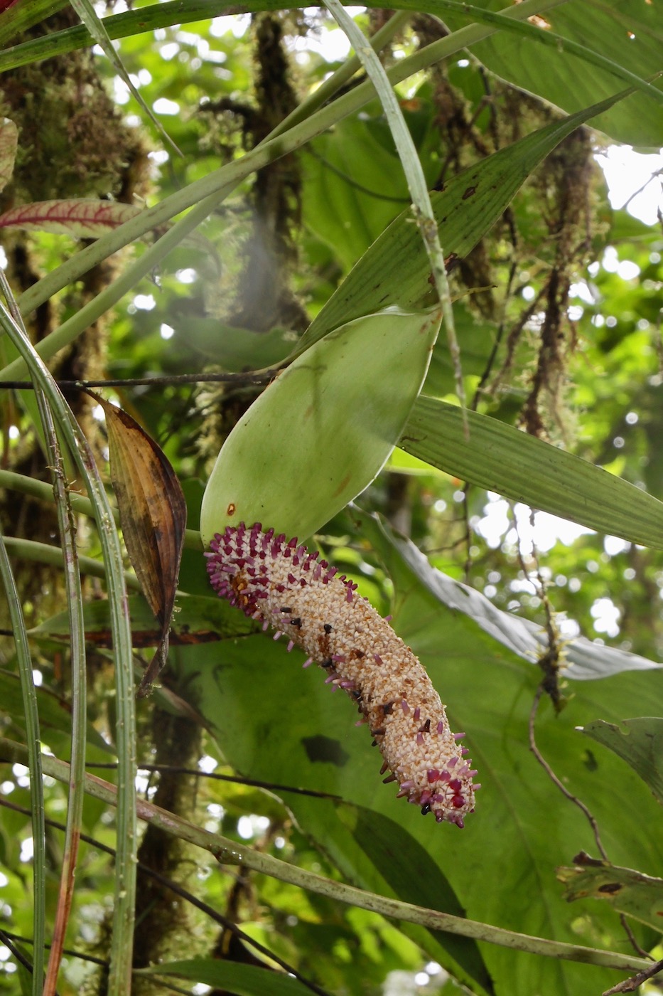 Image of Anthurium erythrostachyum specimen.