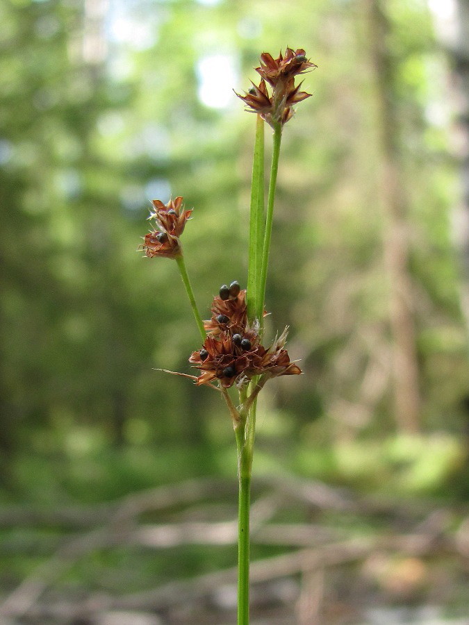 Image of Luzula multiflora specimen.