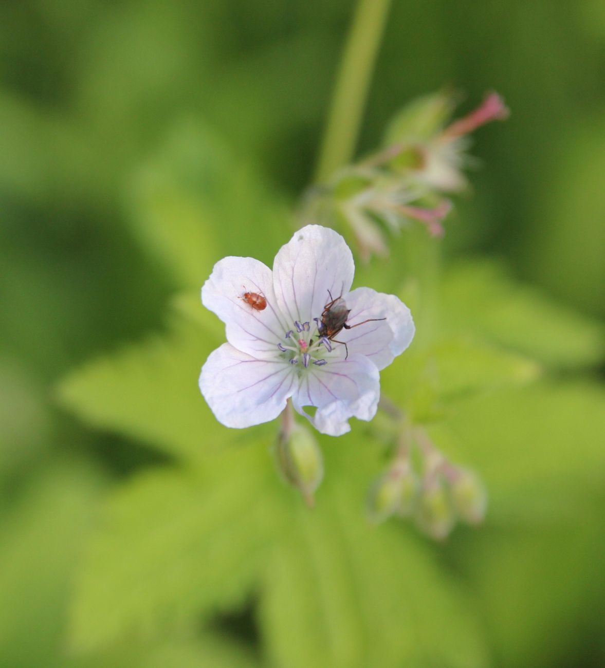 Image of Geranium sylvaticum specimen.