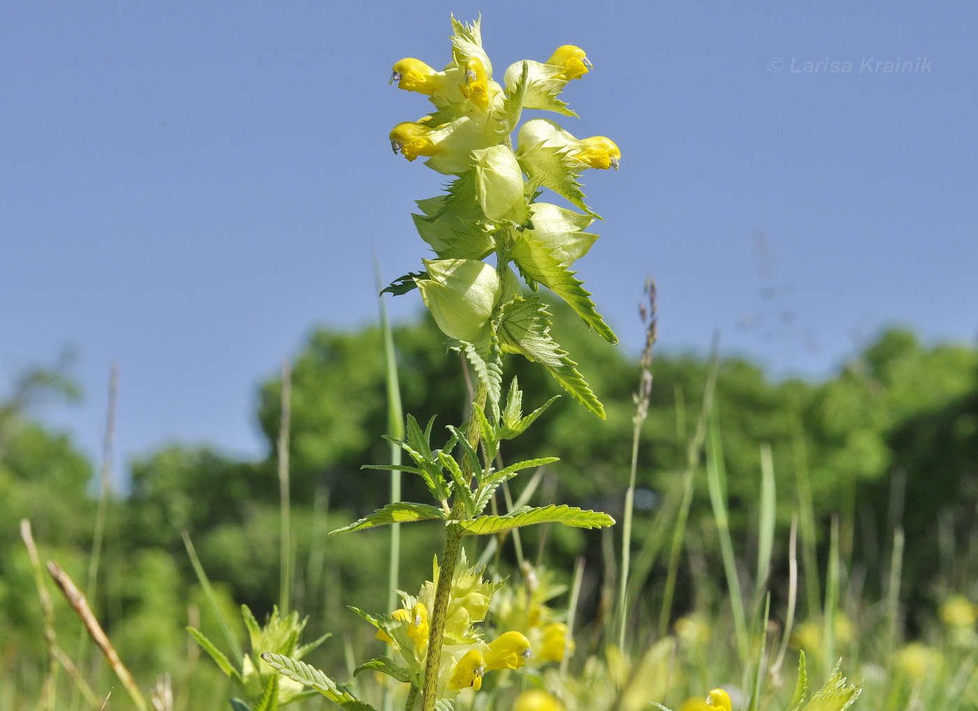 Изображение особи Rhinanthus minor.