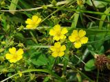 Potentilla chinensis