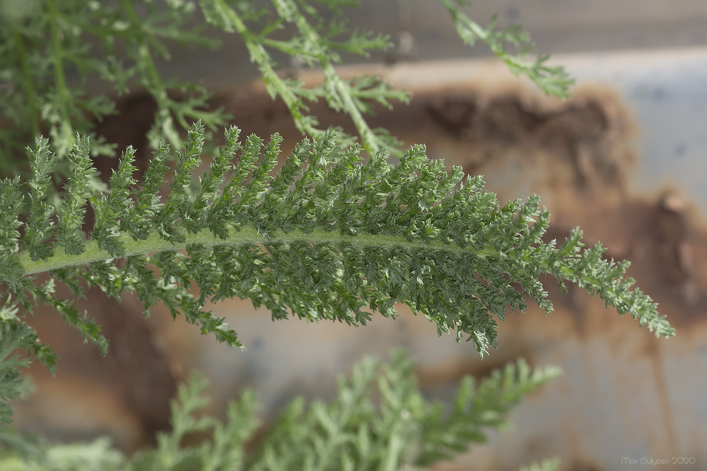 Изображение особи Achillea millefolium.