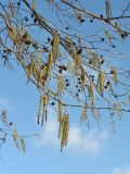 Alnus × spaethii. Ветви с соцветиями и прошлогодними соплодиями. Нидерланды, провинция Гронинген, Гронинген, в уличном озеленении. 14 января 2007 г.