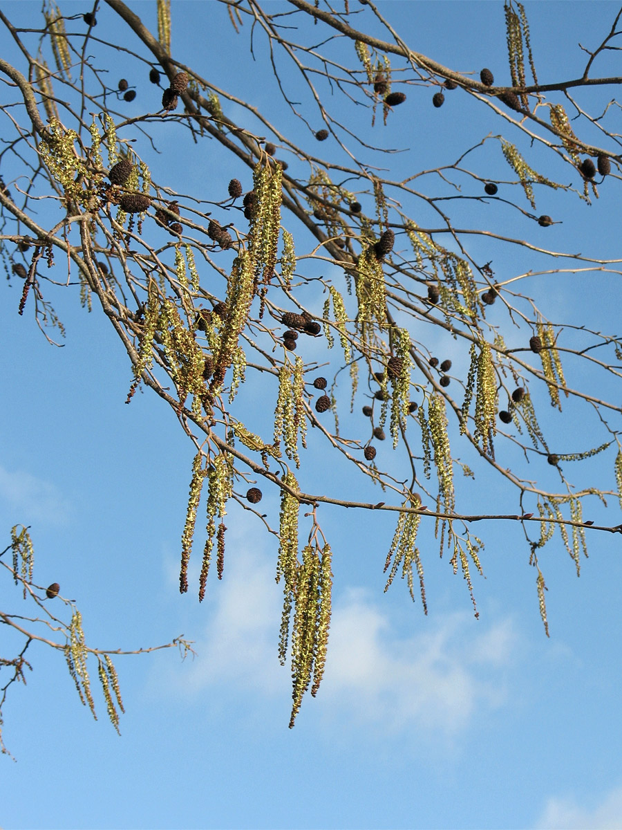 Изображение особи Alnus &times; spaethii.