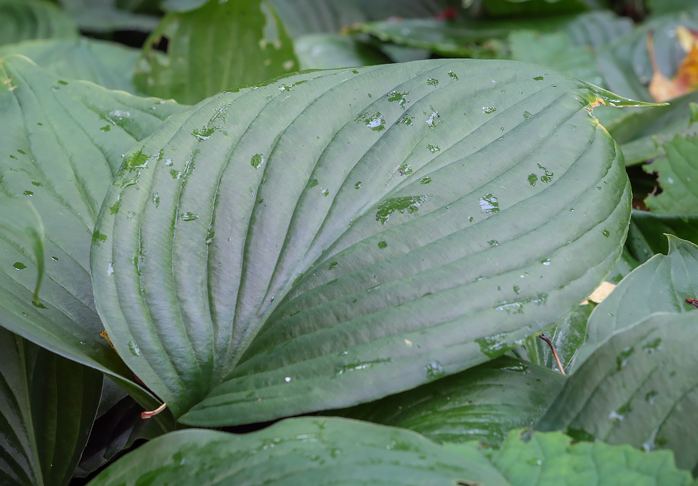 Изображение особи род Hosta.