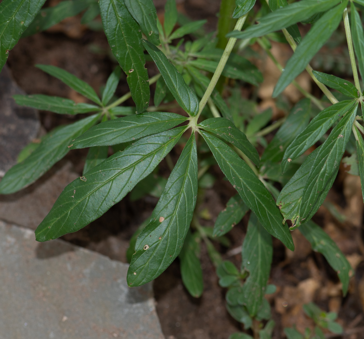 Image of Sesamum triphyllum specimen.