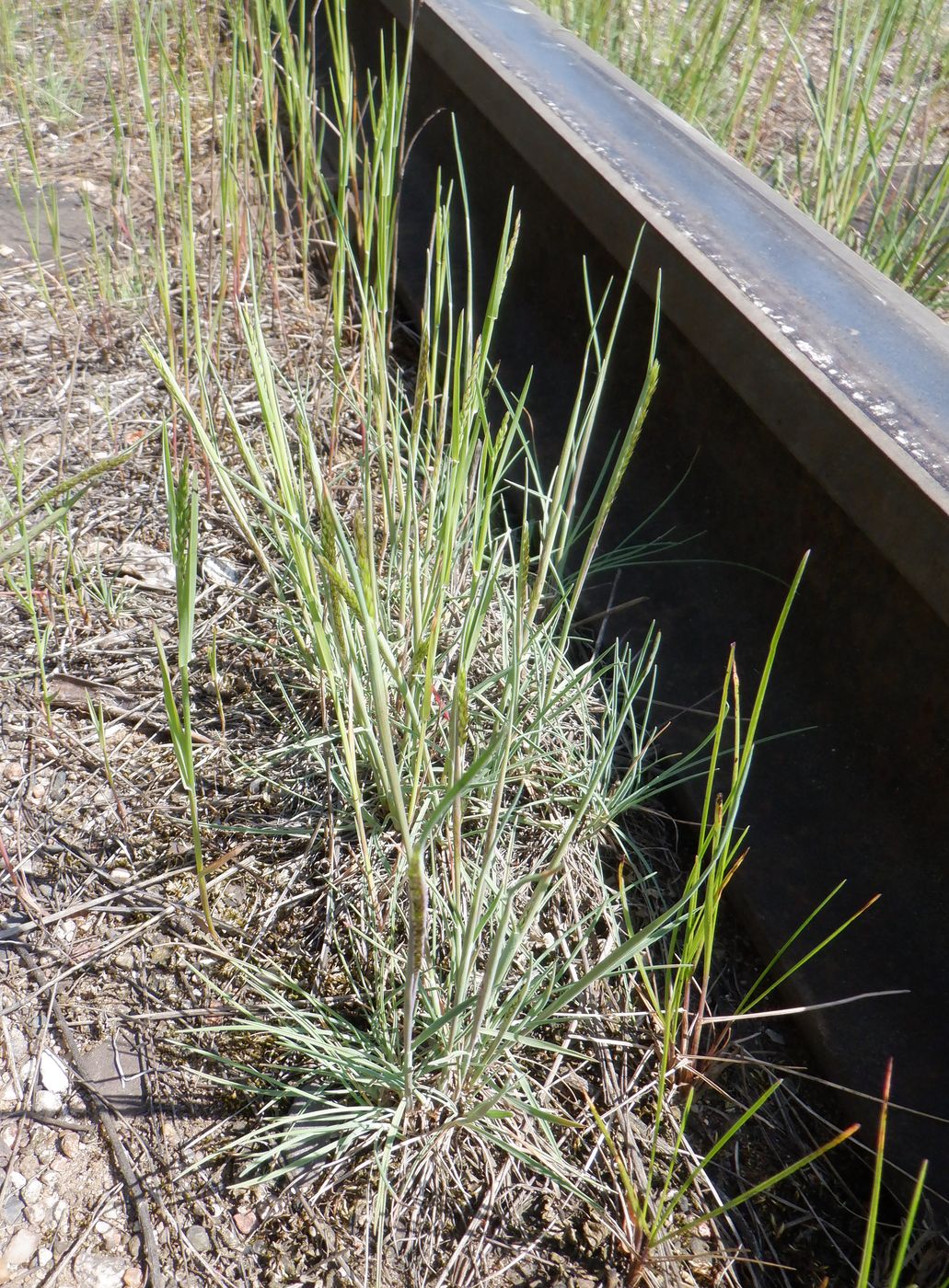 Image of Koeleria glauca specimen.