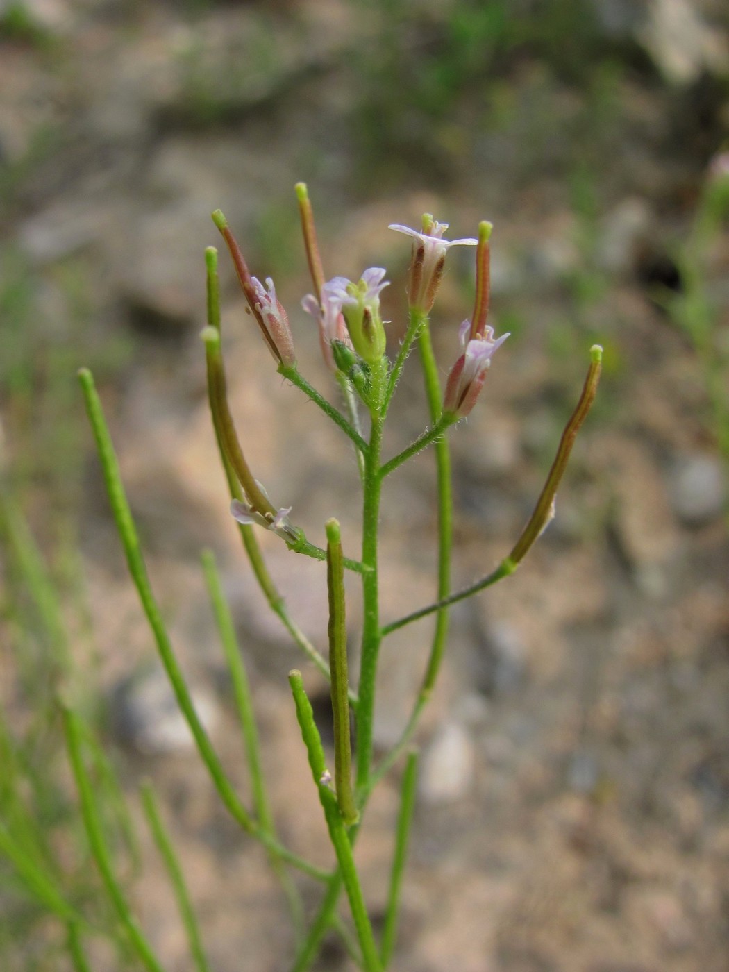 Image of Dontostemon micranthus specimen.