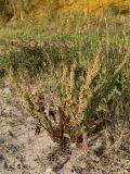 Rumex aquaticus. Плодоносящее растение с отмирающими листьями. Карелия, г. Медвежьегорск, побережье Онежского оз. близ ул. Онежская, граница зарастающего ивой сухого злакового луга и песчаного пляжа. 26.09.2020.