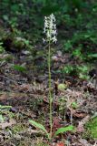 Platanthera bifolia. Цветущее растение (высота — 39 см, длина соцветия — 9 см). Тверская обл., Вышневолоцкий р-н, памятник природы ”Орхидная горка”, сосняк сложный. 4 июля 2020 г.