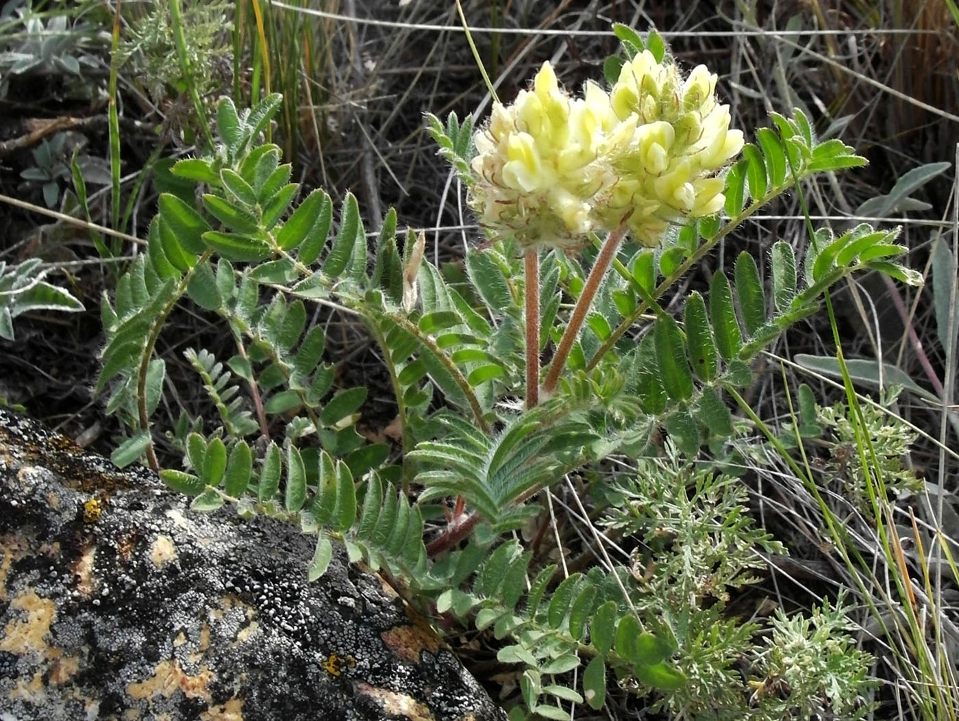 Изображение особи Oxytropis pilosa.