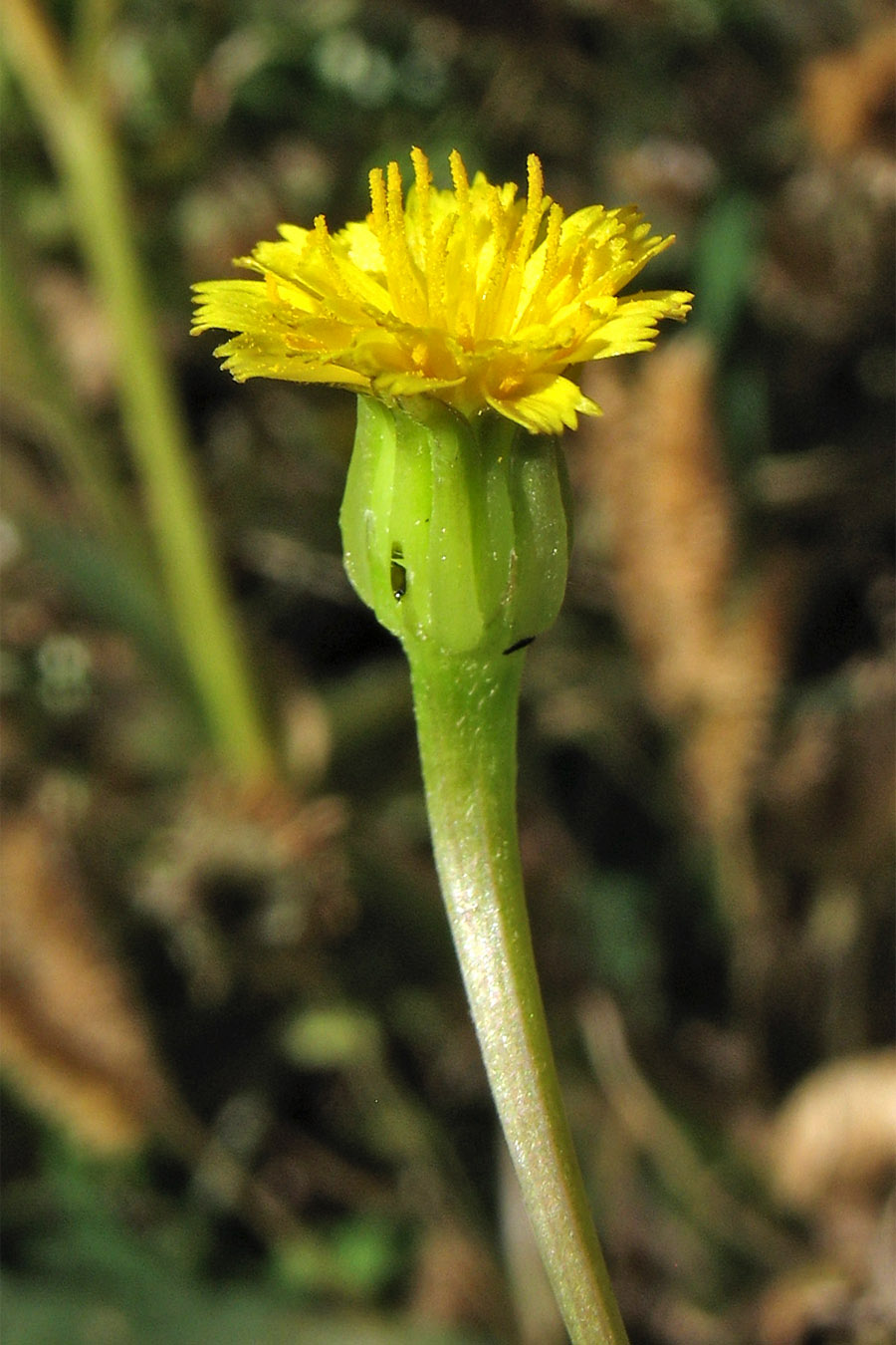 Изображение особи Hedypnois rhagadioloides.