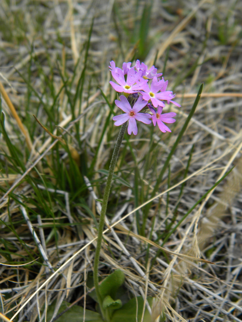 Image of Primula farinosa specimen.