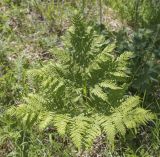 Pteridium pinetorum