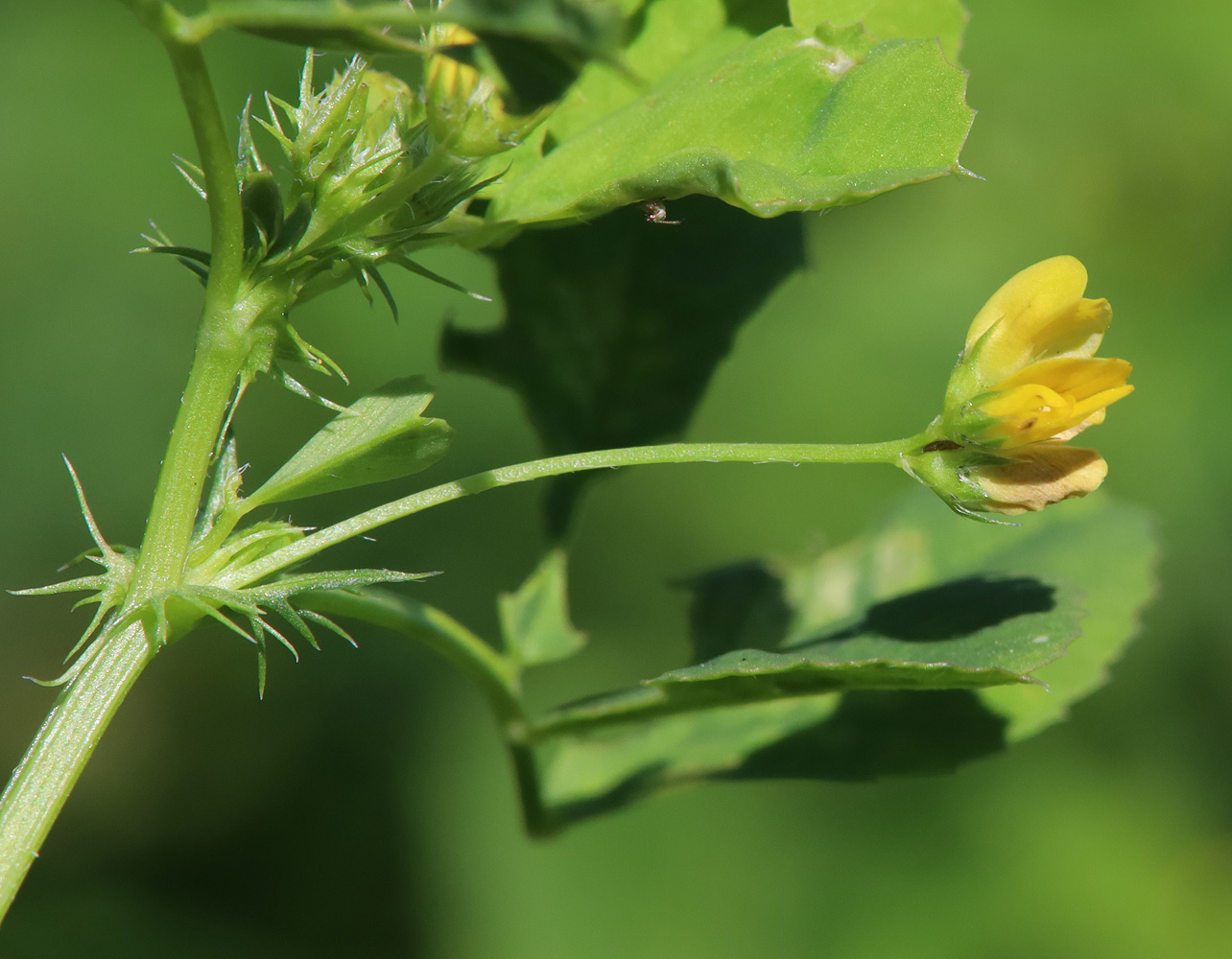 Image of Medicago denticulata specimen.