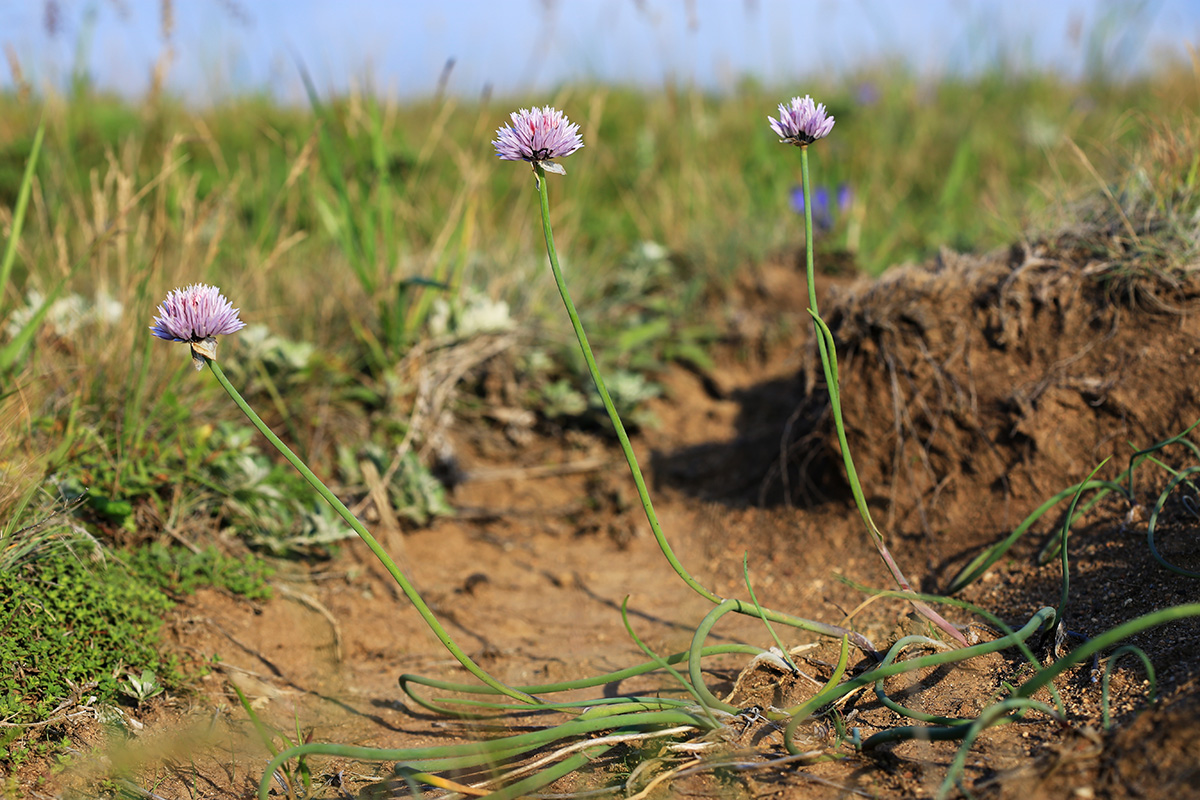 Изображение особи Allium schoenoprasum.