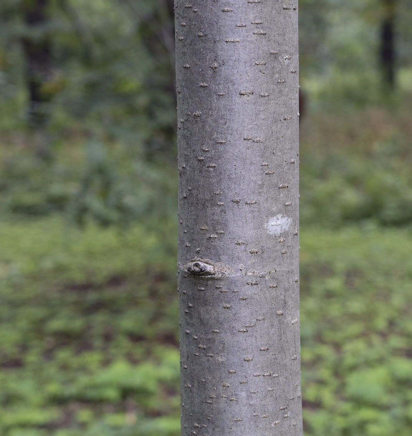 Image of Sorbus decora specimen.