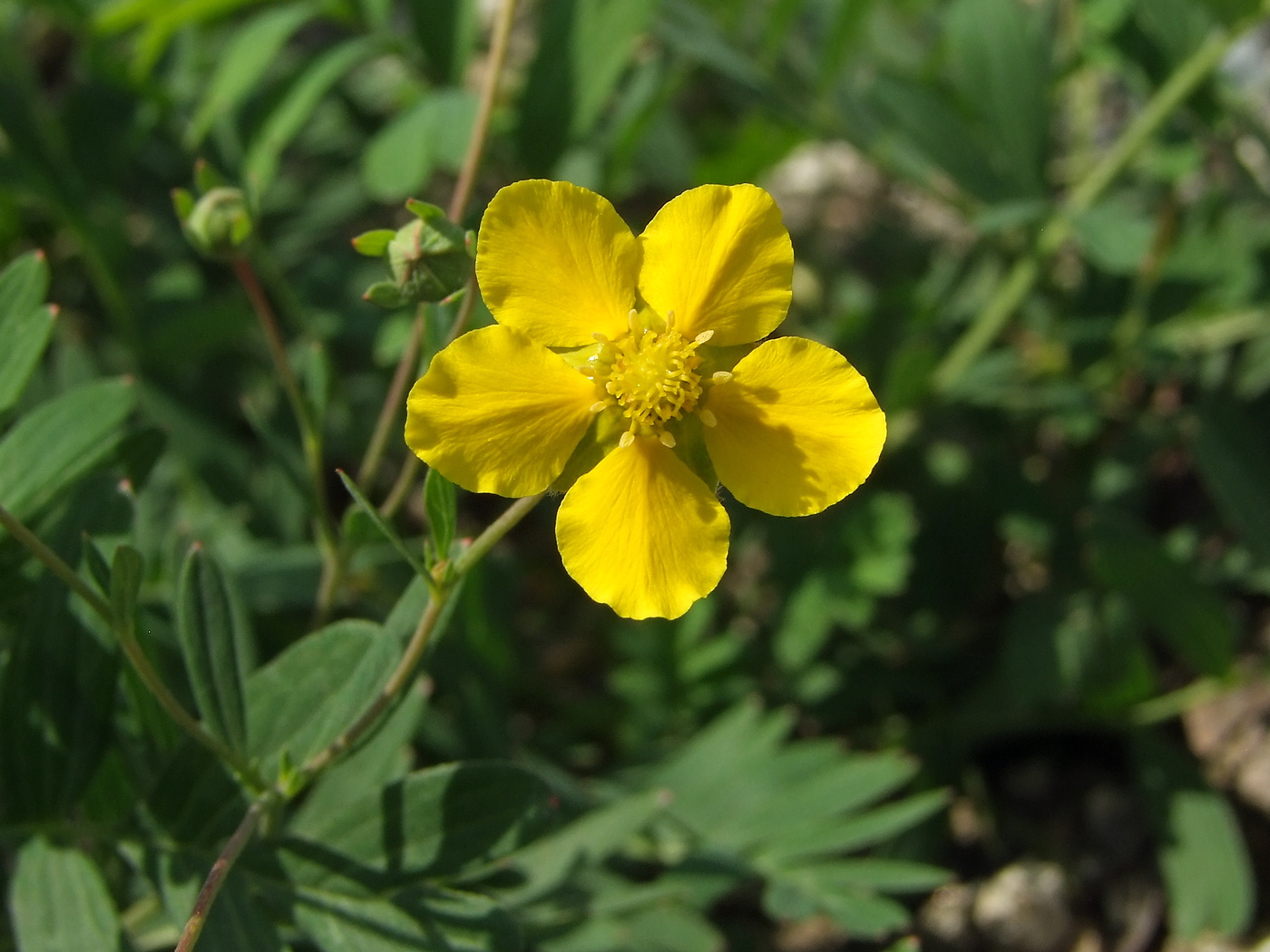 Image of Potentilla semiglabra specimen.