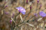 Convolvulus subhirsutus. Верхушка веточки с цветком. Израиль, лес Бен-Шемен. 06.06.2020.