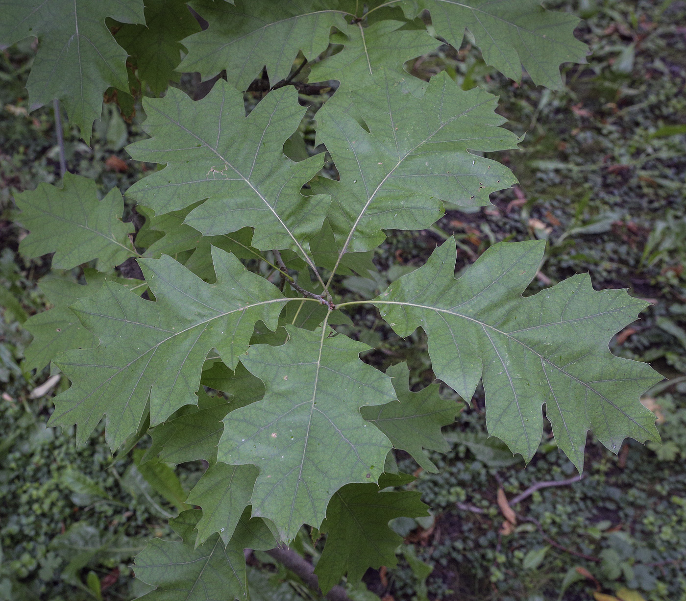 Изображение особи Quercus ellipsoidalis.