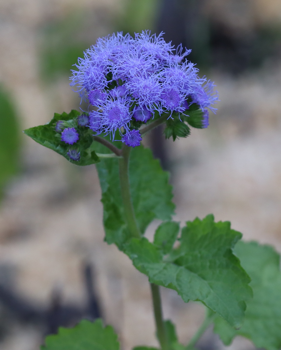 Изображение особи Ageratum houstonianum.