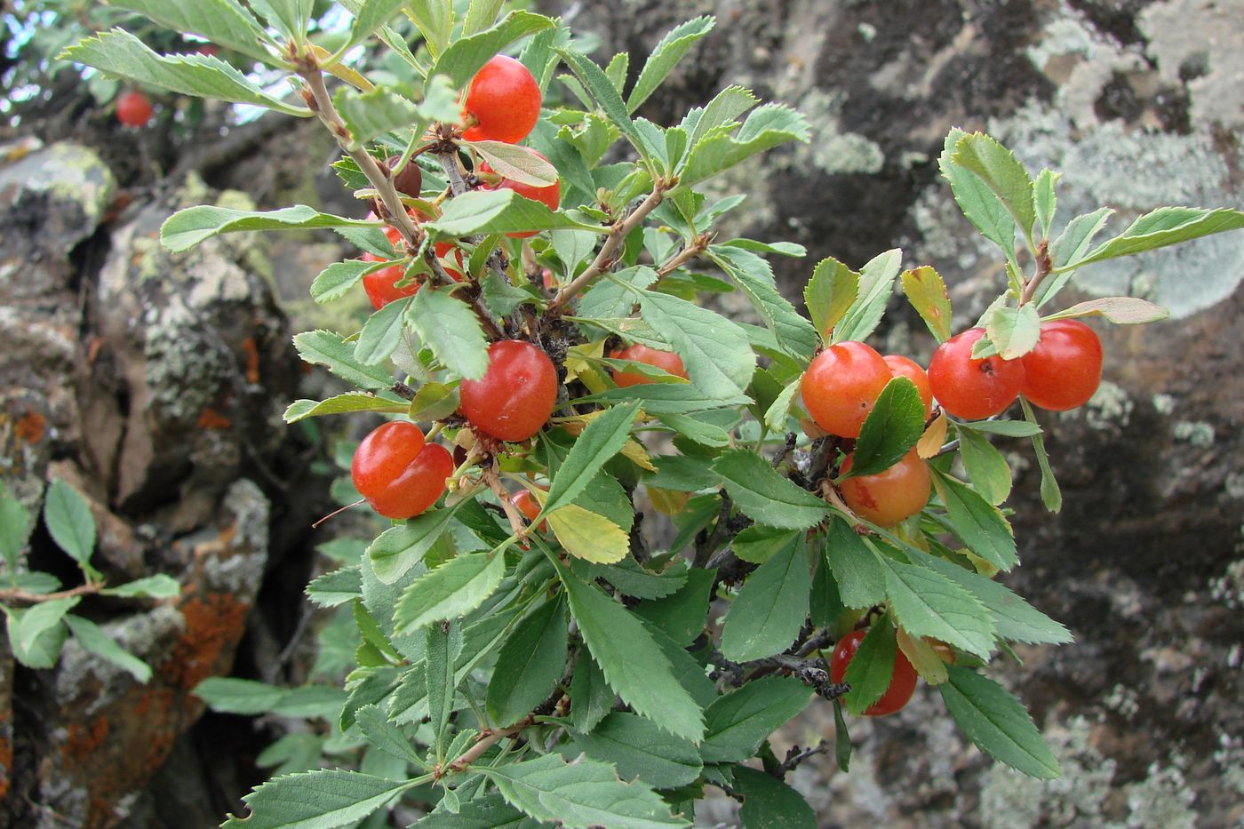 Изображение особи Cerasus erythrocarpa.