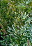 Cannabis sativa variety spontanea. Верхушка побега с соцветием. Алтай, Онгудайский р-н, с. Иня, ≈ 700 м н.у.м., сухой склон. 30.06.2021.