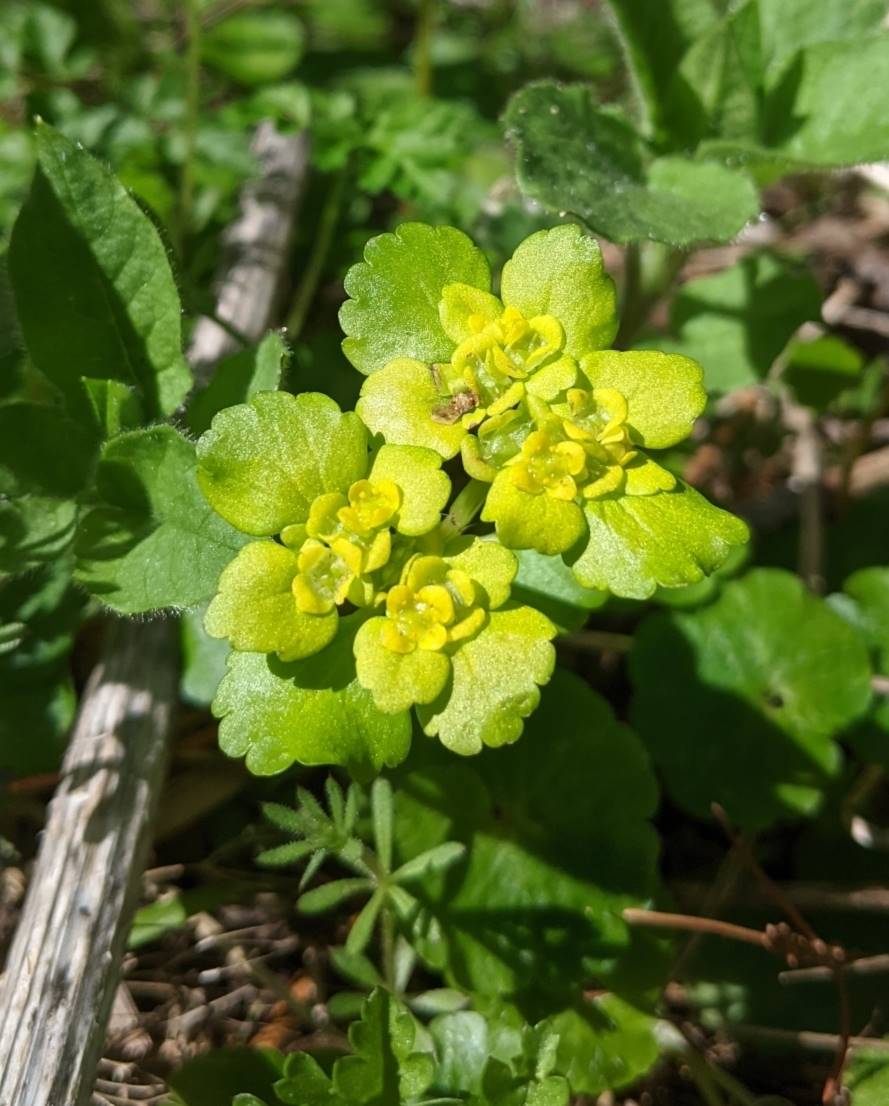 Image of Chrysosplenium alternifolium specimen.