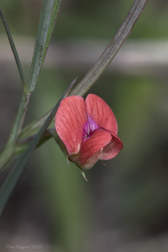 Изображение особи Lathyrus cicera.