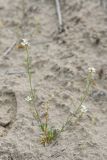 Streptoloma desertorum. Цветущее растение. Узбекистан, Бухарская обл., окр. оз. Тудакуль, закреплённые пески. 4 мая 2022 г.