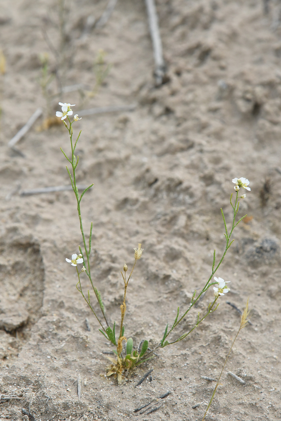 Image of Streptoloma desertorum specimen.