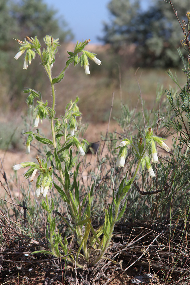 Image of Onosma setosa specimen.