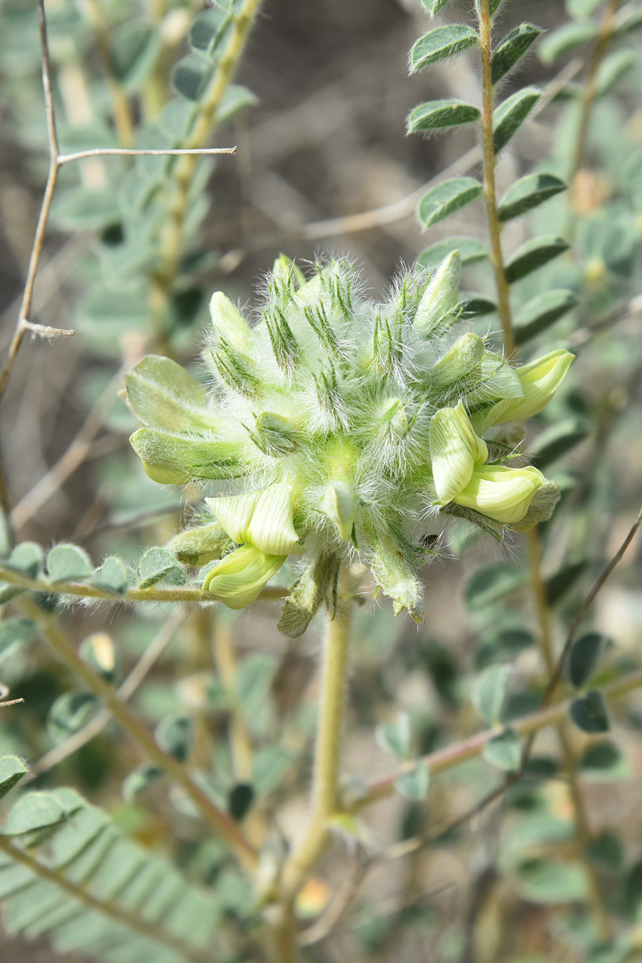 Image of Astragalus turbinatus specimen.