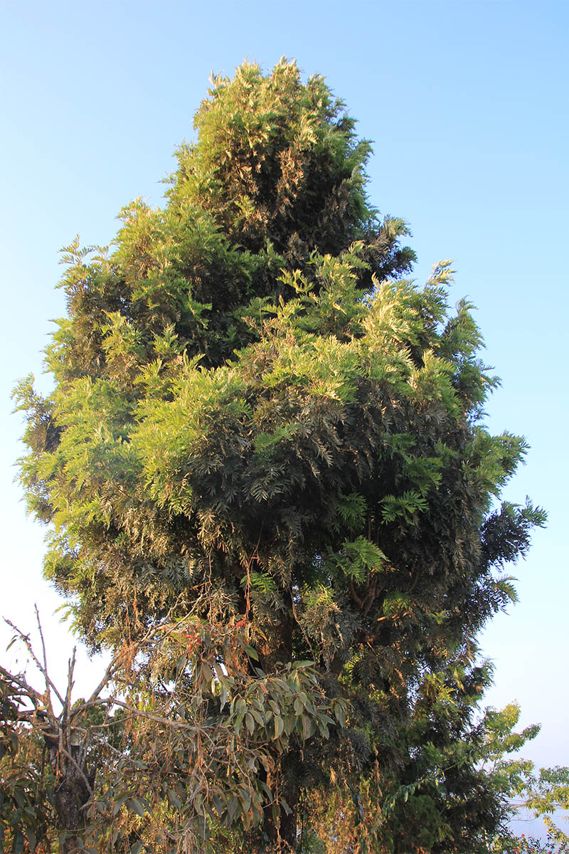 Image of Grevillea robusta specimen.