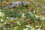 Dryas octopetala подвид subincisa. Плодоносящее растение в сообществе с плодоносящей вороникой (Empetrum hermaphroditum) и лишайниками (в т.ч. Flavocetraria nivalis). Мурманская обл., Кольский р-н, окр. с. Териберка, природный парк «Териберка», высота 111.7, малоснежная лишайниково-кустарничковая тундра. 04.08.2022.