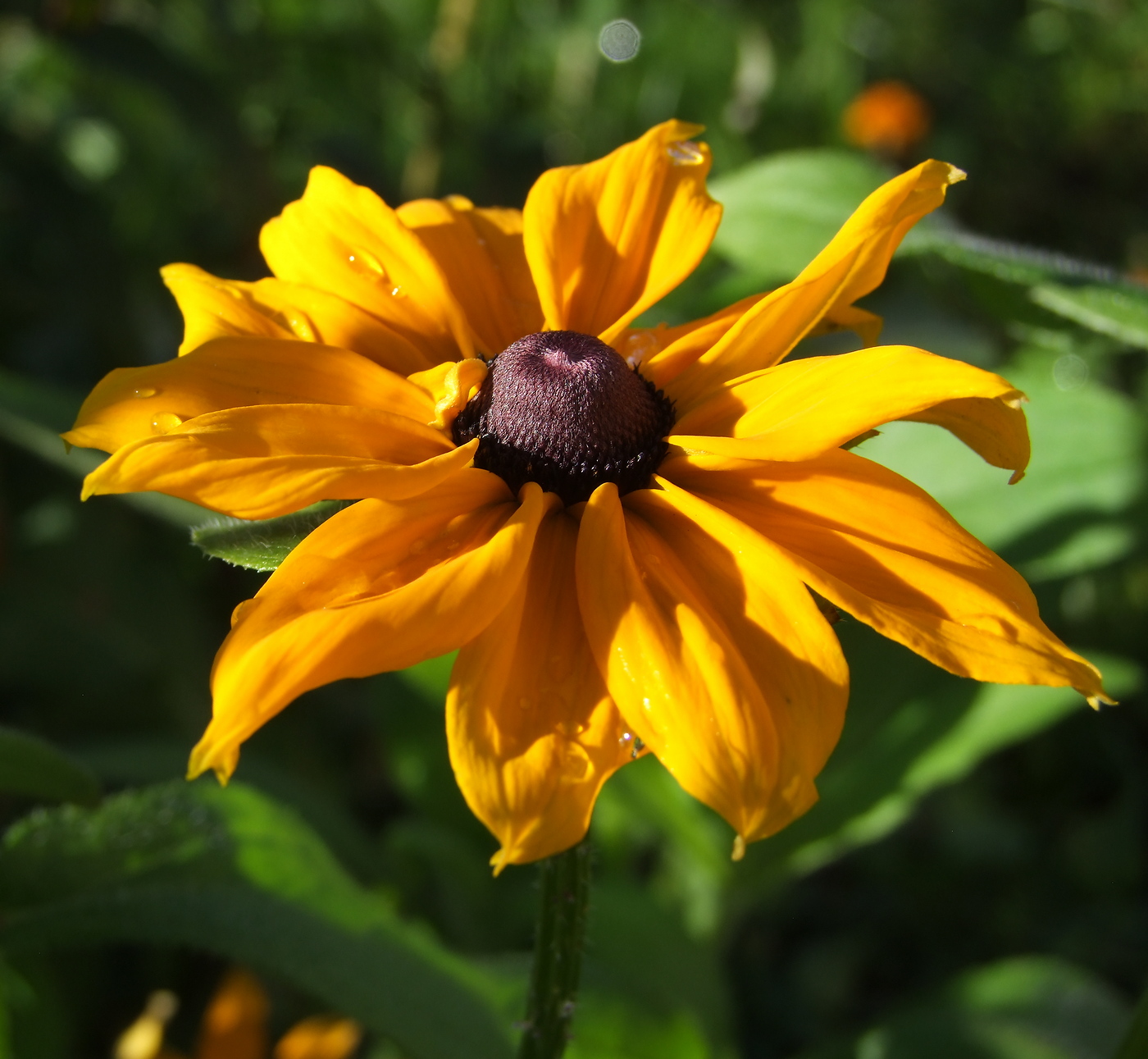 Image of Rudbeckia hirta specimen.