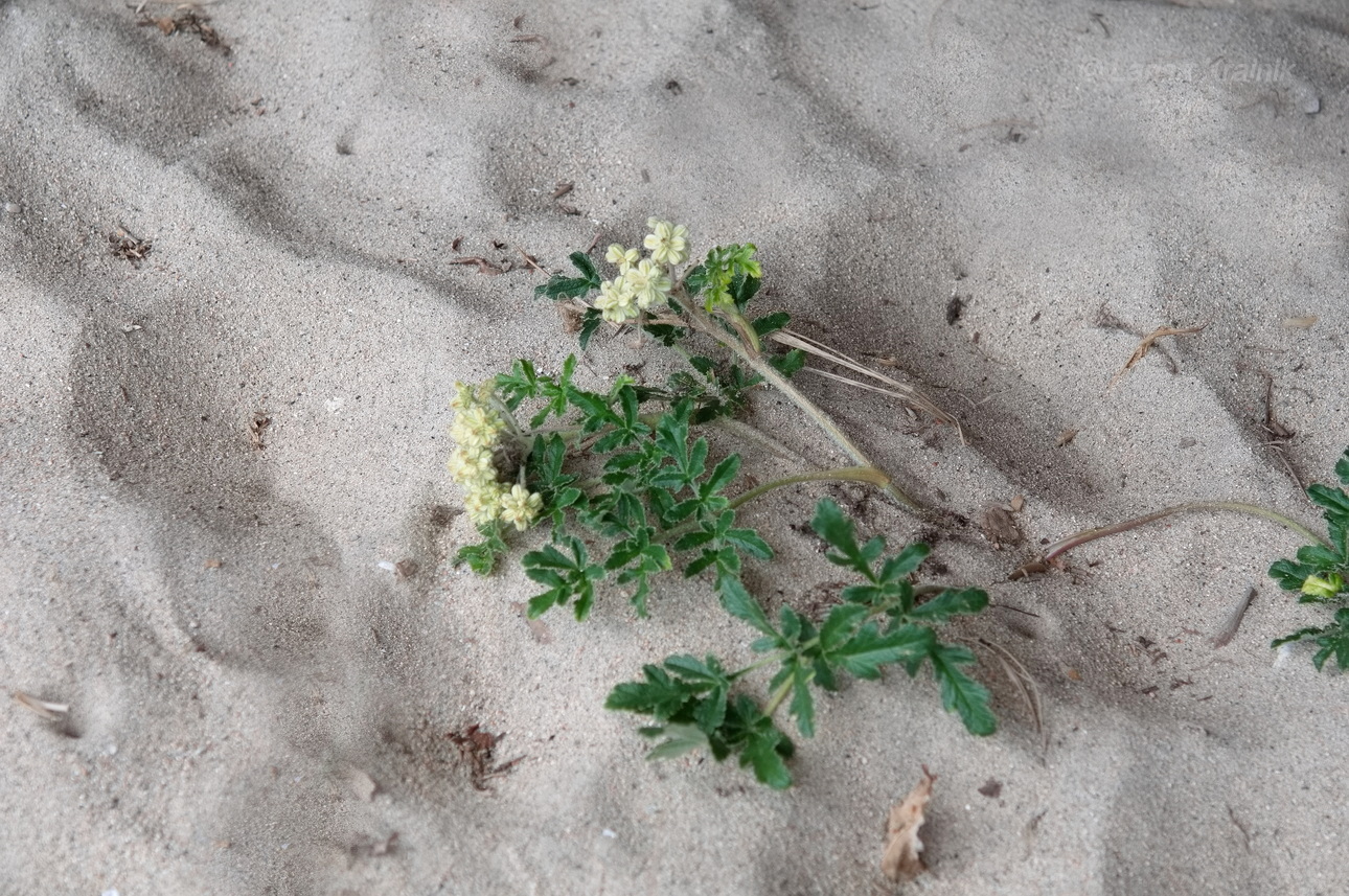 Image of Glehnia litoralis specimen.