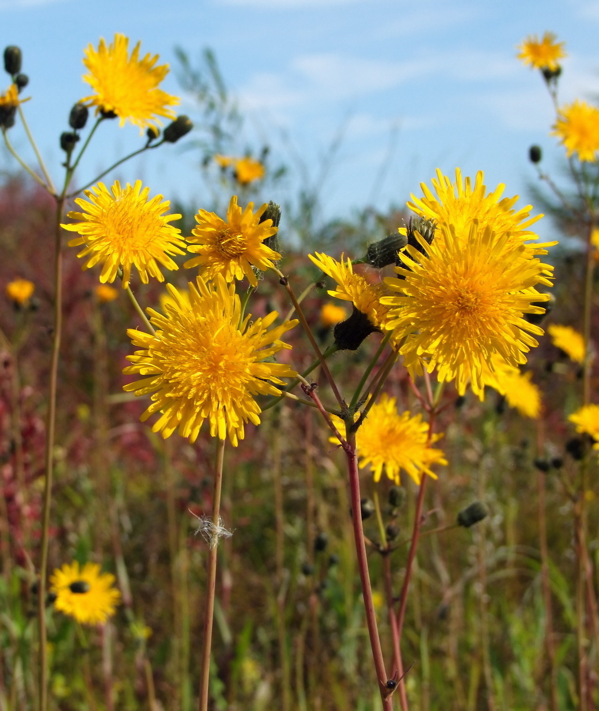 Изображение особи Sonchus arvensis.