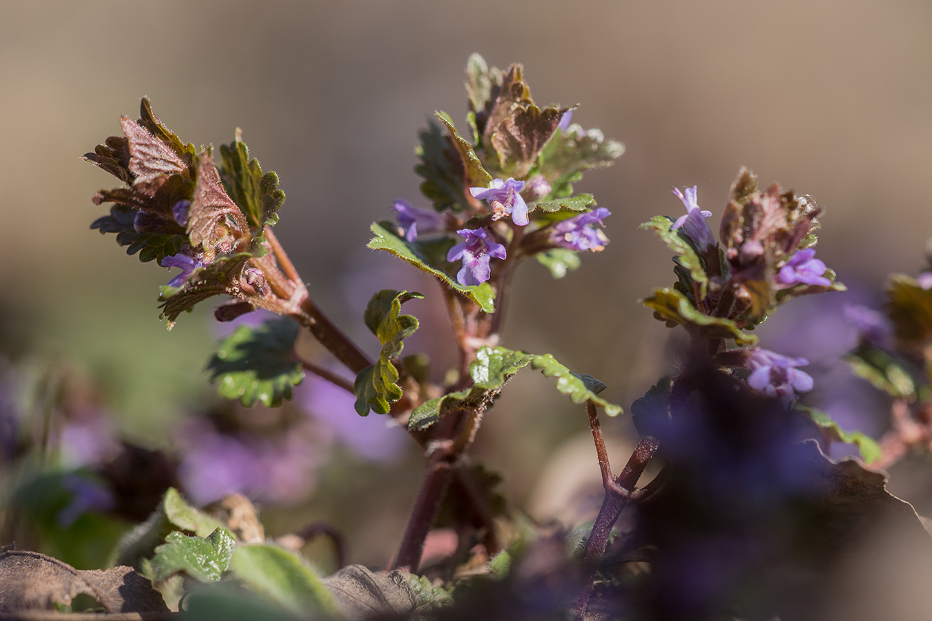 Изображение особи Glechoma hederacea.